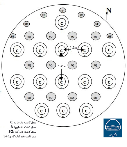روش کاشت دانه های 3 خواهر (ذرت، لوبیا، کدو)
